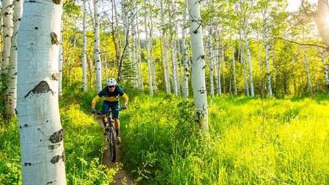 Mountain biker riding through a group of aspens.