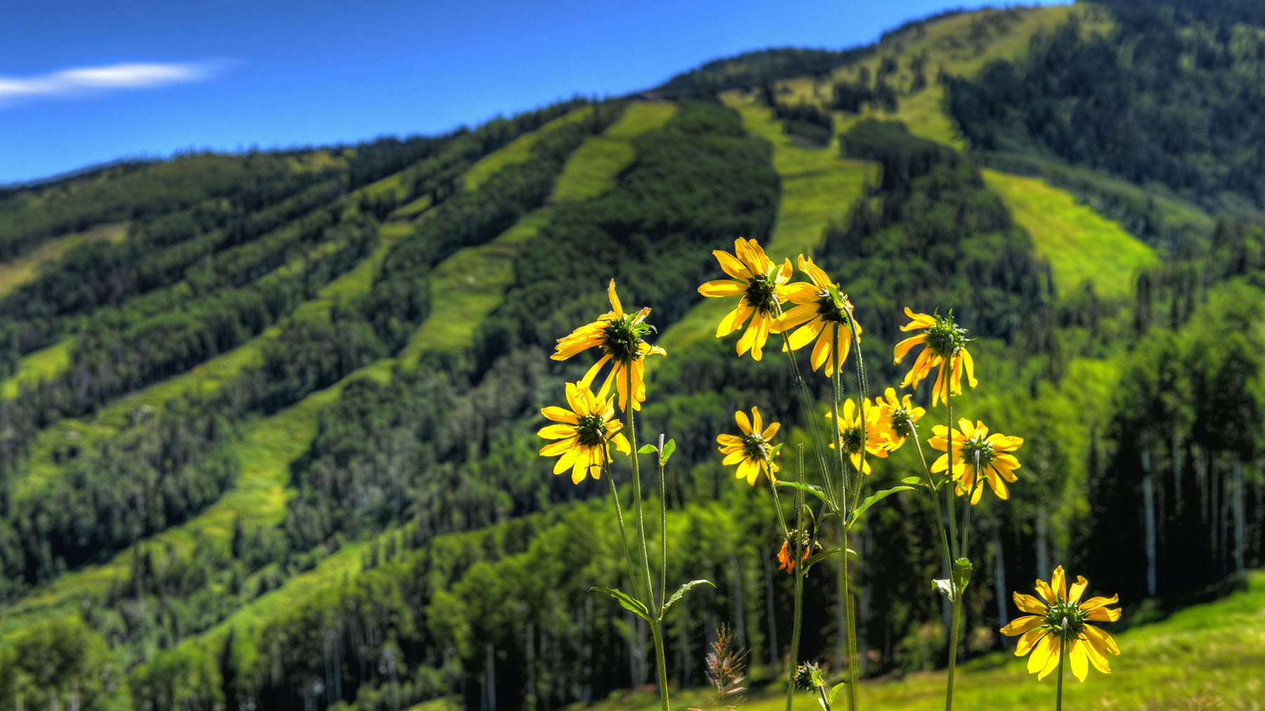 Find Colorado Wildflower Peak Season