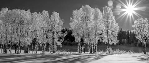 black and white image of snow covered trees